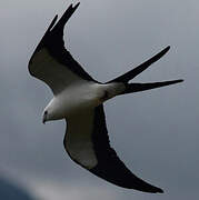 Swallow-tailed Kite