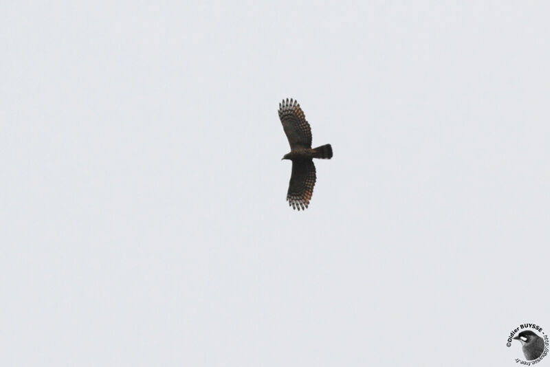 Hook-billed Kite, Flight