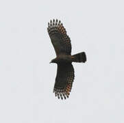 Hook-billed Kite