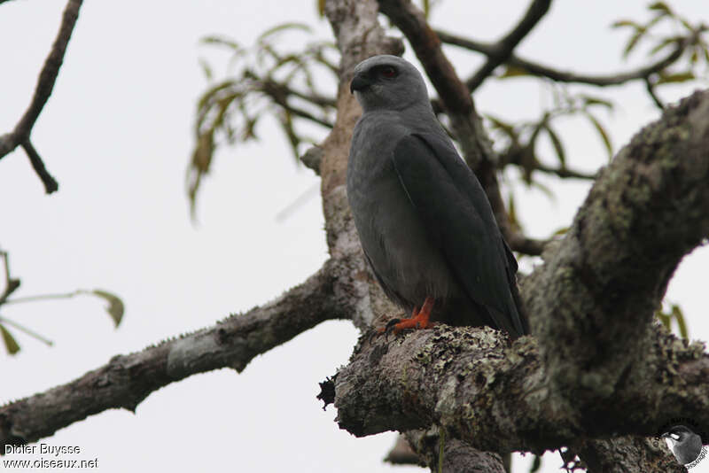 Plumbeous Kiteadult