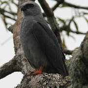 Plumbeous Kite