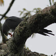 Plumbeous Kite