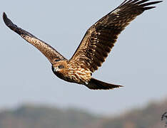 Black Kite (lineatus)