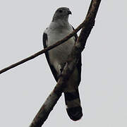 Grey-headed Kite