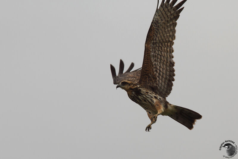 Snail Kite female adult, Flight