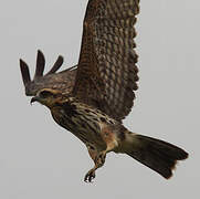 Snail Kite