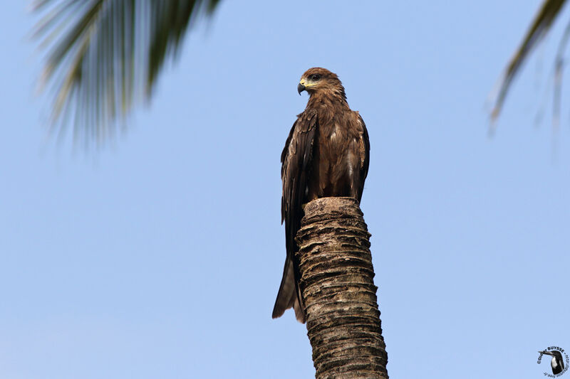 Black Kite (govinda)adult