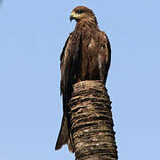 Black Kite (govinda)