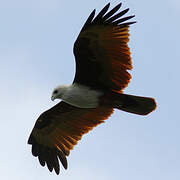 Brahminy Kite