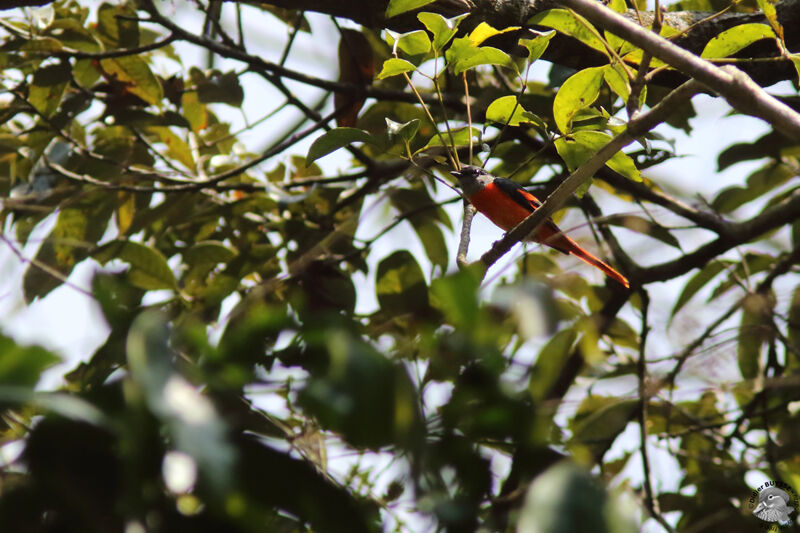 Grey-chinned Minivet male adult breeding, identification