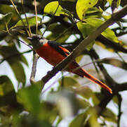 Grey-chinned Minivet