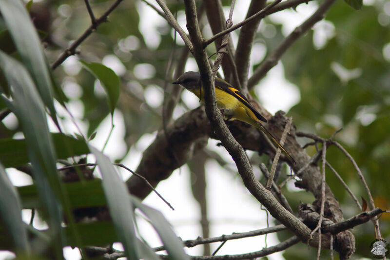 Minivet rouge femelle adulte, identification