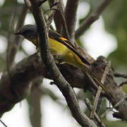 Long-tailed Minivet