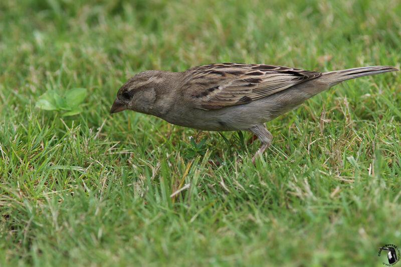 House Sparrow female adult, identification