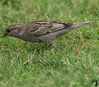 House Sparrow