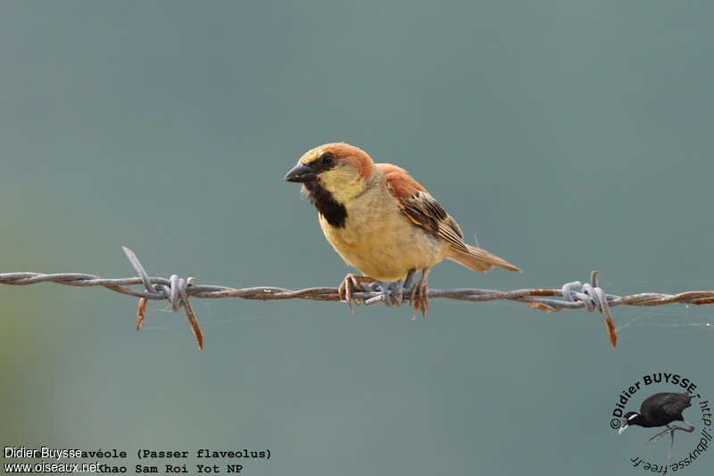 Plain-backed Sparrow male adult breeding