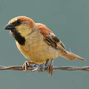 Plain-backed Sparrow