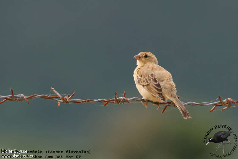 Plain-backed Sparrow female adult