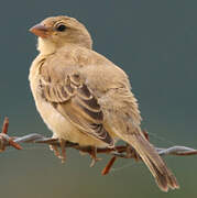 Plain-backed Sparrow