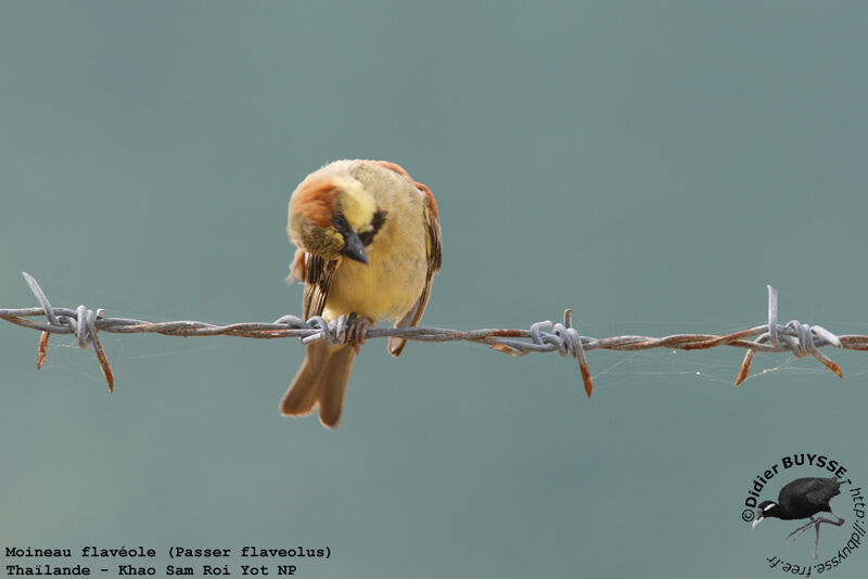 Moineau flavéole mâle adulte nuptial