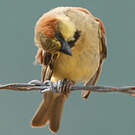 Moineau flavéole