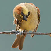 Moineau flavéole