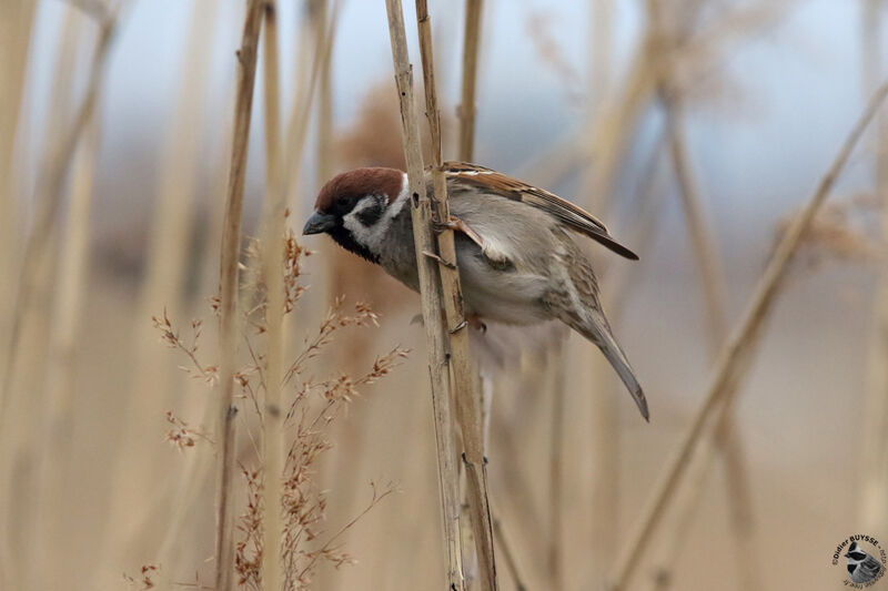 Moineau friquet mâle adulte, identification