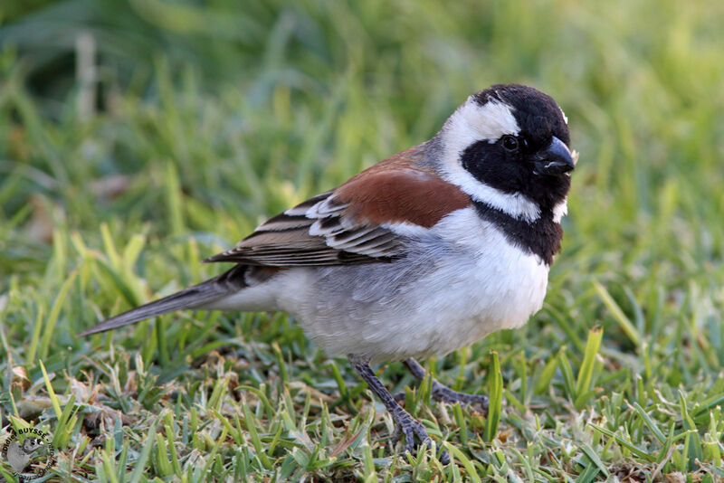 Cape Sparrow male adult, identification