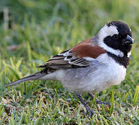 Cape Sparrow