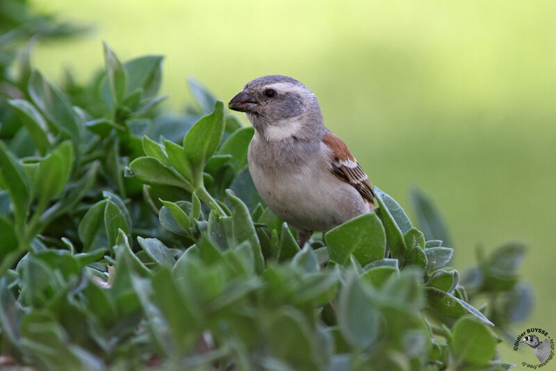 Moineau mélanure femelle adulte, identification