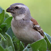 Cape Sparrow