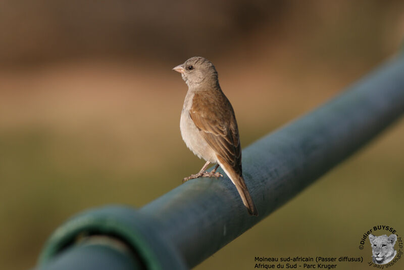 Moineau sud-africainjuvénile