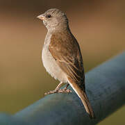 Moineau sud-africain