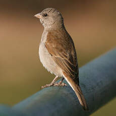 Moineau sud-africain