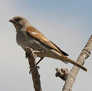 Southern Grey-headed Sparrow