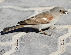 Southern Grey-headed Sparrow