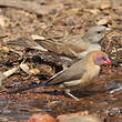 Moineau sud-africain