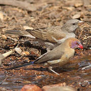 Southern Grey-headed Sparrow