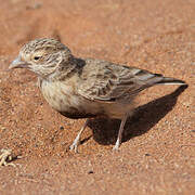 Grey-backed Sparrow-Lark