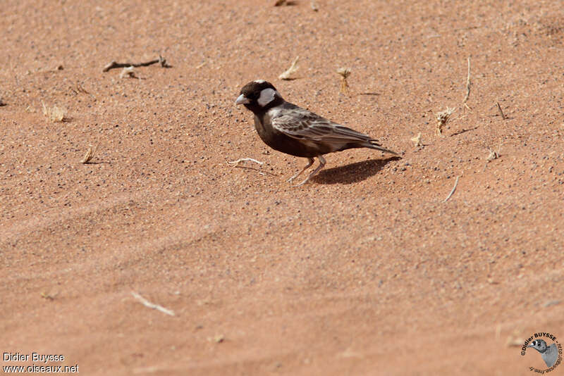 Moinelette à dos gris mâle adulte, habitat, pigmentation