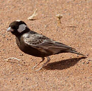 Grey-backed Sparrow-Lark