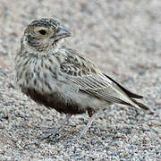 Grey-backed Sparrow-Lark