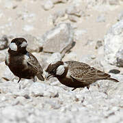 Grey-backed Sparrow-Lark