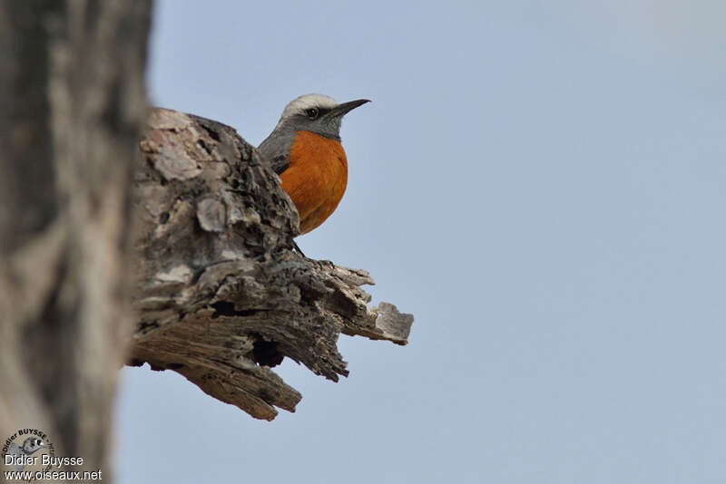 Short-toed Rock Thrush male adult, identification, Behaviour