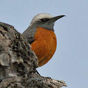 Short-toed Rock Thrush