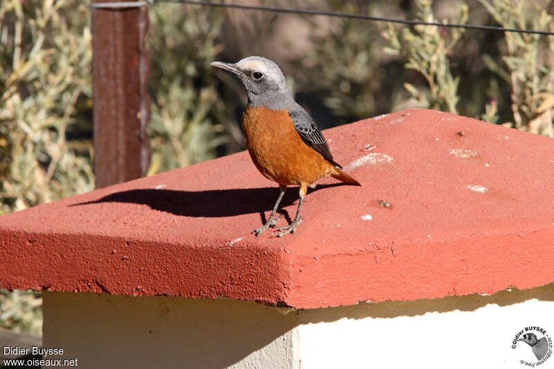 Short-toed Rock Thrush male adult, identification