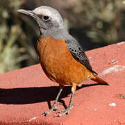 Short-toed Rock Thrush