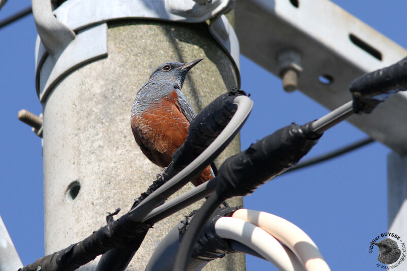 Blue Rock Thrush male, identification