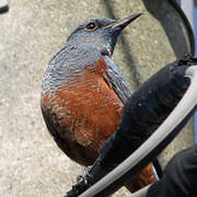 Blue Rock Thrush