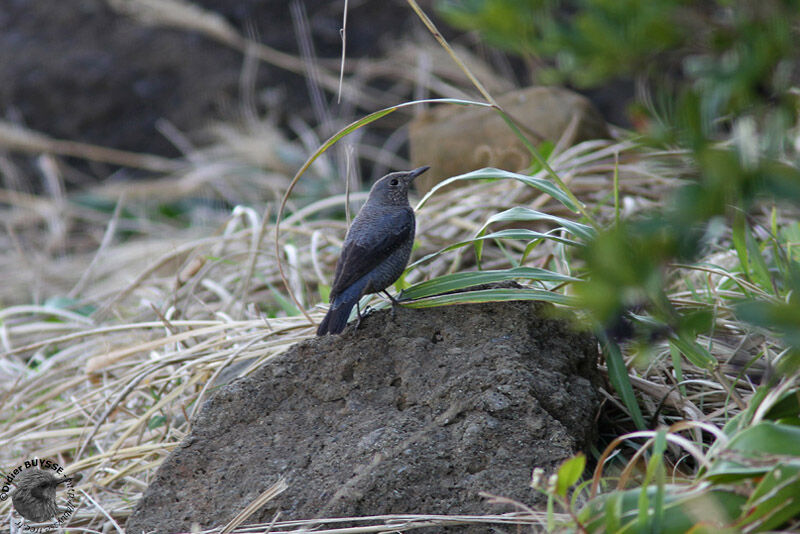 Blue Rock Thrush, identification